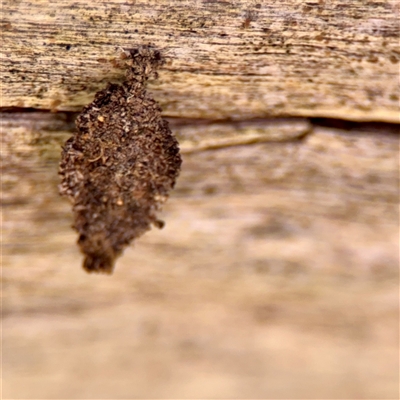 Cebysa leucotelus (Australian Bagmoth) at O'Malley, ACT - 18 Oct 2025 by Hejor1