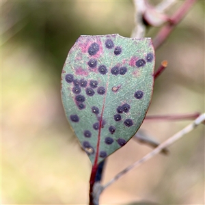 Eucalyptus insect gall at O'Malley, ACT - Today by Hejor1