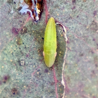 Ledrinae (subfamily) (A Flat-headed Leafhopper) at O'Malley, ACT - 18 Oct 2025 by Hejor1