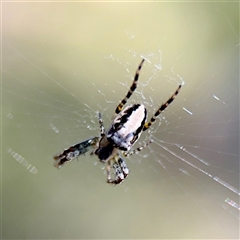 Plebs eburnus (Eastern bush orb-weaver) at O'Malley, ACT - 18 Oct 2025 by Hejor1