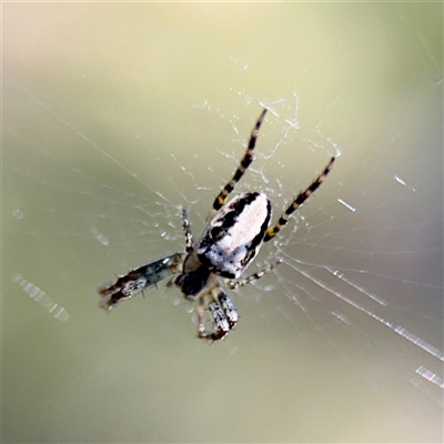 Plebs eburnus (Eastern bush orb-weaver) at O'Malley, ACT - 18 Oct 2025 by Hejor1