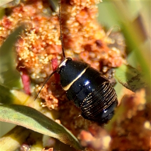 Ellipsidion australe at O'Malley, ACT - Today by Hejor1