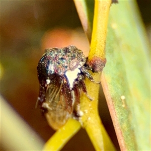 Acanthucus sp. (genus) at O'Malley, ACT - Today by Hejor1
