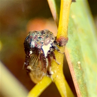 Pogonella minutus (Tiny two-spined treehopper) at O'Malley, ACT - 18 Oct 2025 by Hejor1