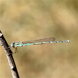 Austrolestes leda at O'Malley, ACT - Today by Hejor1