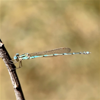 Austrolestes leda (Wandering Ringtail) at O'Malley, ACT - 18 Oct 2025 by Hejor1