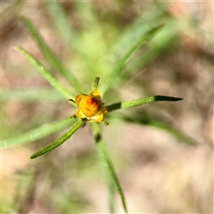 Xerochrysum viscosum (Sticky Everlasting) at O'Malley, ACT - 18 Oct 2025 by Hejor1