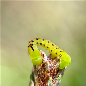 Capusa sp.(genus) at O'Malley, ACT - Today by Hejor1