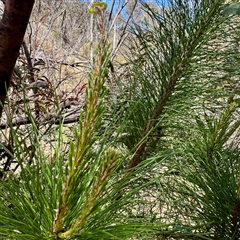 Pinus radiata (Monterey or Radiata Pine) at O'Malley, ACT - 18 Oct 2025 by Hejor1