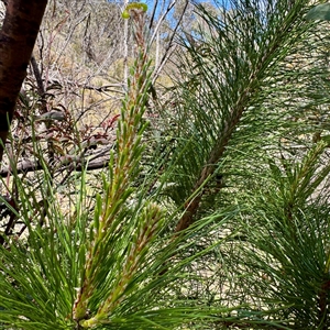 Pinus sp. at O'Malley, ACT - Today by Hejor1