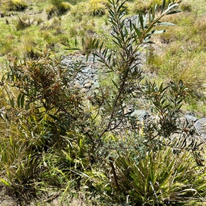 Acacia decurrens at O'Malley, ACT - Today by Hejor1