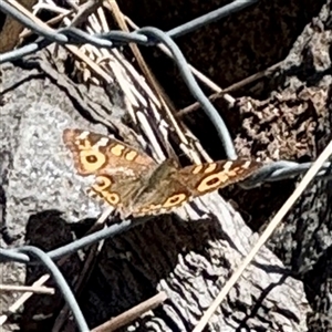 Junonia villida at O'Malley, ACT - Today by Hejor1