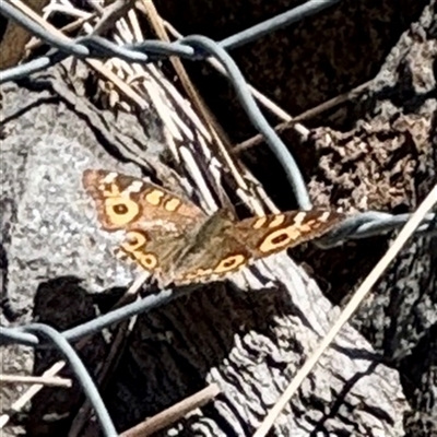 Junonia villida (Meadow Argus) at O'Malley, ACT - Yesterday by Hejor1