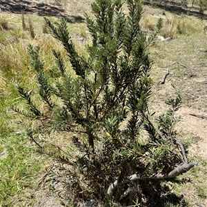 Banksia marginata at O'Malley, ACT - Today by Hejor1