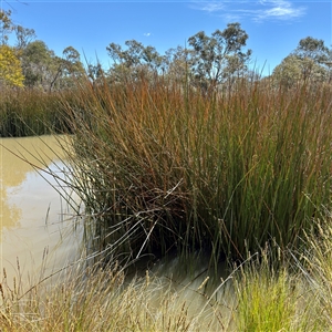 Eleocharis (genus) at O'Malley, ACT - Today by Hejor1