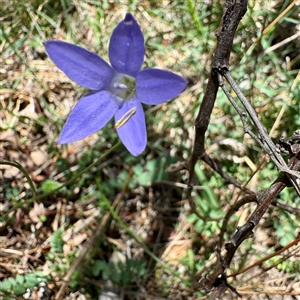 Wahlenbergia sp. at O'Malley, ACT - Today by Hejor1