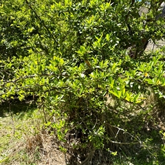 Pyracantha crenulata (Firethorn) at O'Malley, ACT - 18 Oct 2025 by Hejor1