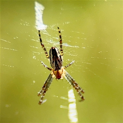 Plebs bradleyi (Enamelled spider) at O'Malley, ACT - 18 Oct 2025 by Hejor1