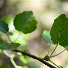 Populus sp.(genus) at O'Malley, ACT - 18 Oct 2025 by Hejor1