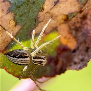 Oxyopes (genus) at O'Malley, ACT - Today by Hejor1