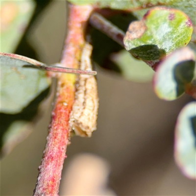 Machaerotinae sp. (subfamily) (Tube Spittlebug) at O'Malley, ACT - 18 Oct 2025 by Hejor1