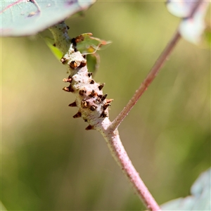 Eucalyptus insect gall at O'Malley, ACT - Today by Hejor1