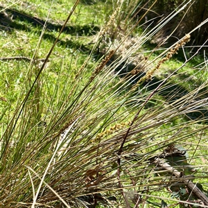 Carex appressa at O'Malley, ACT - Today by Hejor1