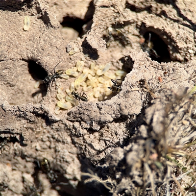 Camponotus aeneopilosus (A Golden-tailed sugar ant) at O'Malley, ACT - Today by Hejor1