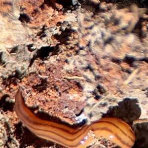 Anzoplana trilineata at O'Malley, ACT - Today by Hejor1