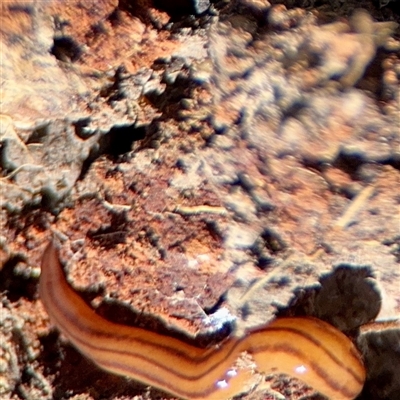 Anzoplana trilineata (A Flatworm) at O'Malley, ACT - 18 Oct 2025 by Hejor1