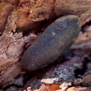 Laxta granicollis at O'Malley, ACT - Today by Hejor1