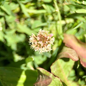 Trifolium sp. at O'Malley, ACT - Today by Hejor1