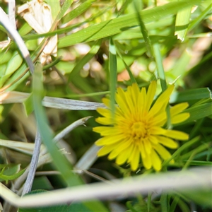 Taraxacum sp. at O'Malley, ACT - Today by Hejor1
