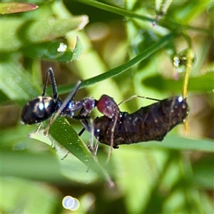 Iridomyrmex sp. (genus) at O'Malley, ACT - Today by Hejor1