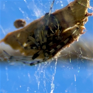 Theridion sp. (genus) at O'Malley, ACT - Today by Hejor1