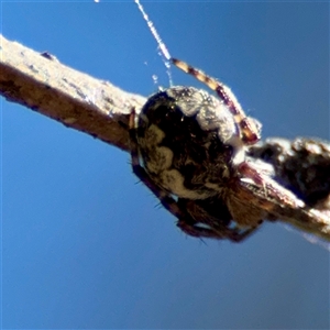Araneus sp. (genus) at O'Malley, ACT - Today by Hejor1