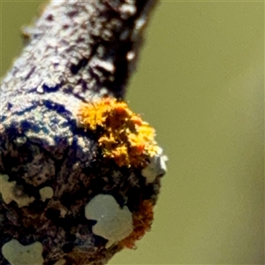 Teloschistes sp. (genus) at O'Malley, ACT - Today by Hejor1