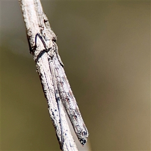 Phasmatodea (order) at O'Malley, ACT - Today by Hejor1
