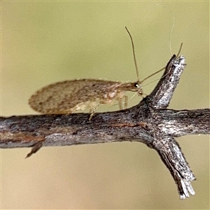 Micromus tasmaniae at O'Malley, ACT - Today by Hejor1