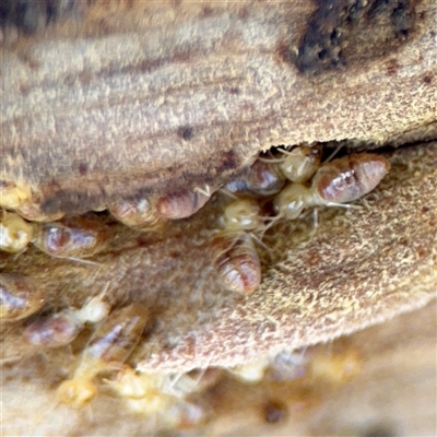 Nasutitermes (genus) (Snouted termite, Gluegun termite) at O'Malley, ACT - 18 Oct 2025 by Hejor1