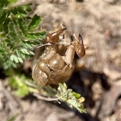 Psaltoda moerens (Redeye cicada) at O'Malley, ACT - 18 Oct 2025 by Hejor1