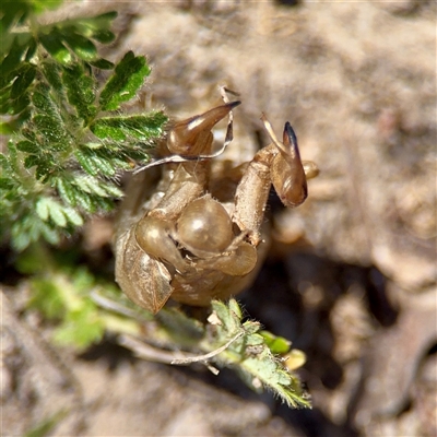 Psaltoda moerens (Redeye cicada) at O'Malley, ACT - 18 Oct 2025 by Hejor1