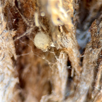 Australomimetus sp. (genus) (Unidentified Pirate spider) at O'Malley, ACT - 18 Oct 2025 by Hejor1