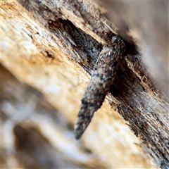 Conoeca or Lepidoscia (genera) IMMATURE (Unidentified Cone Case Moth larva, pupa, or case) at O'Malley, ACT - 18 Oct 2025 by Hejor1