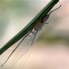 Cheiracanthium sp. (genus) (Unidentified Slender Sac Spider) at O'Malley, ACT - 18 Oct 2025 by Hejor1