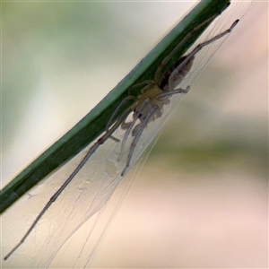 Cheiracanthium sp. (genus) at O'Malley, ACT - Today by Hejor1