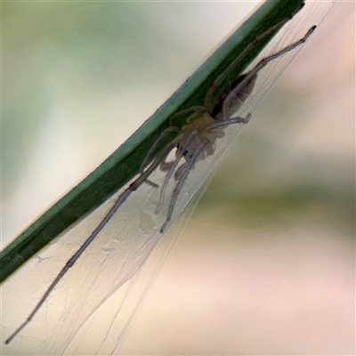 Cheiracanthium sp. (genus) (Unidentified Slender Sac Spider) at O'Malley, ACT - 18 Oct 2025 by Hejor1