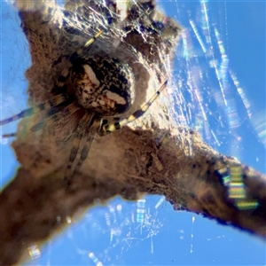Araneus albotriangulus at O'Malley, ACT - Today by Hejor1