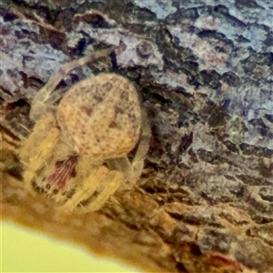 Araneus circulissparsus (species group) at O'Malley, ACT - Today by Hejor1