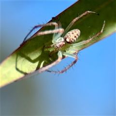 Araneus talipedatus at O'Malley, ACT - 18 Oct 2025 by Hejor1